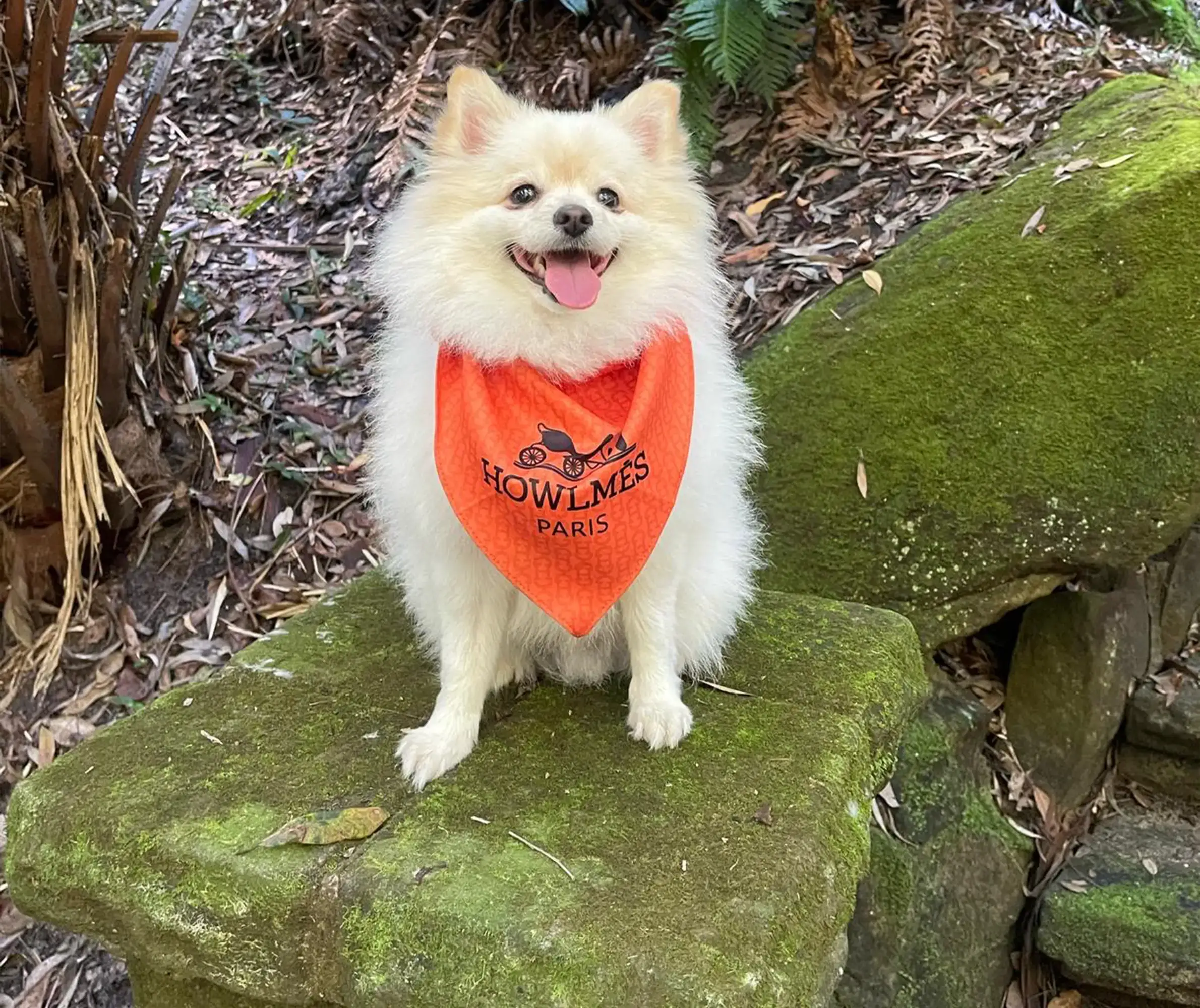 باندانای حیوانات